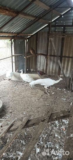 Павлиньи пара 5лет