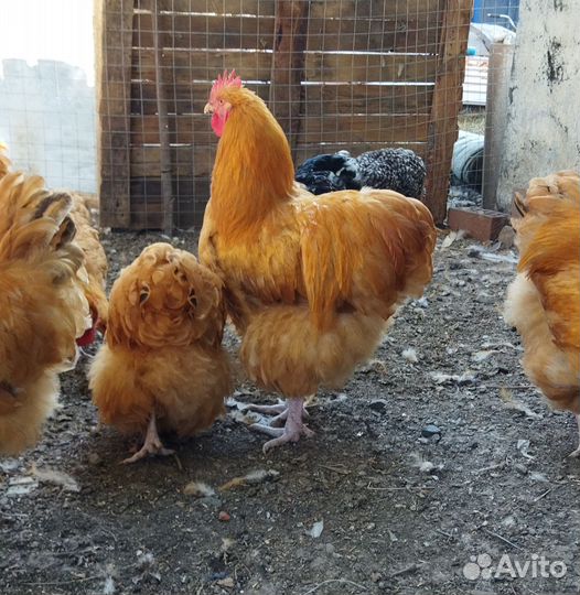 Петухи Орпингтон, Леггорн