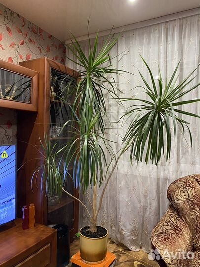 Драцена