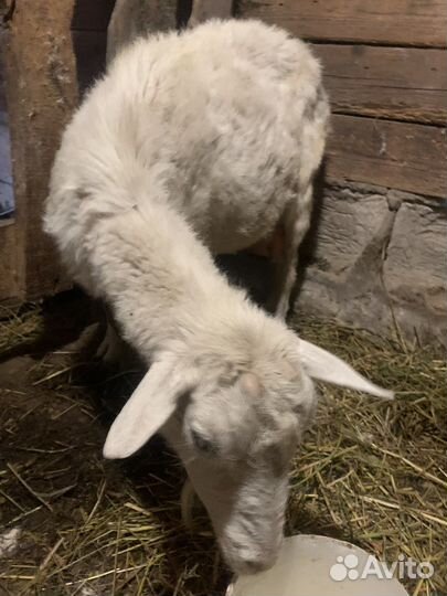 Коза дойная