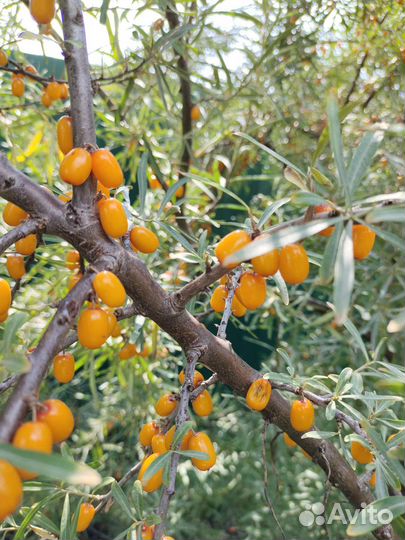 Облепиха саженцы 2х летки