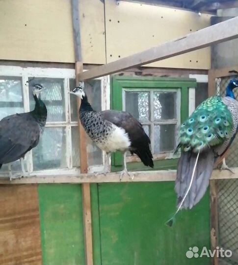 Павлины, Фазан Серебристый