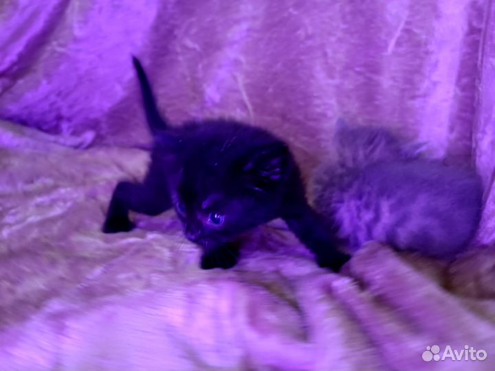 Милый котик в дар