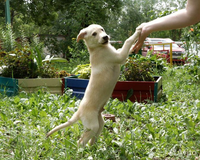 Щенок в добрые руки