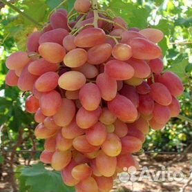 саженцы винограда - Авито