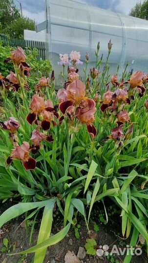 Ирисы