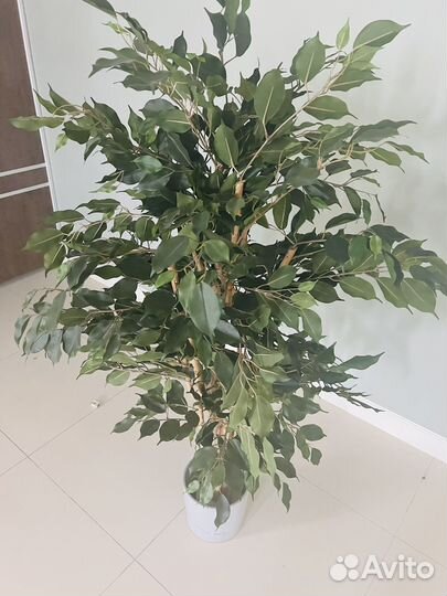 Комнатные цветы шефлера