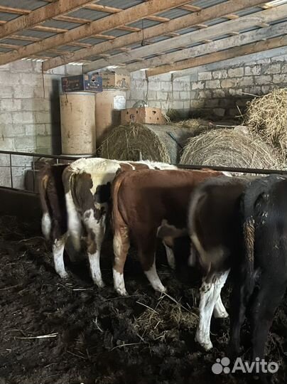 Бычки Герефорд Симентал Ангус Швиц