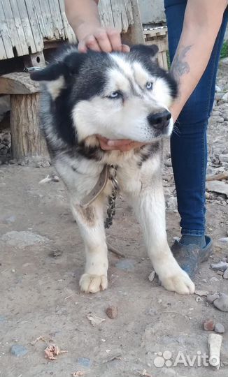 Сибирский хаски в добрые руки