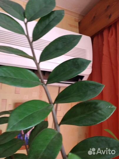 Замиокулькас