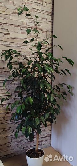 Фикус бенджамина Даниэль