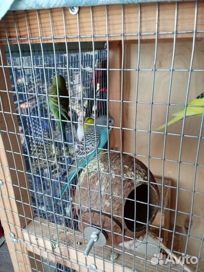 Птенцы волнистый попугай