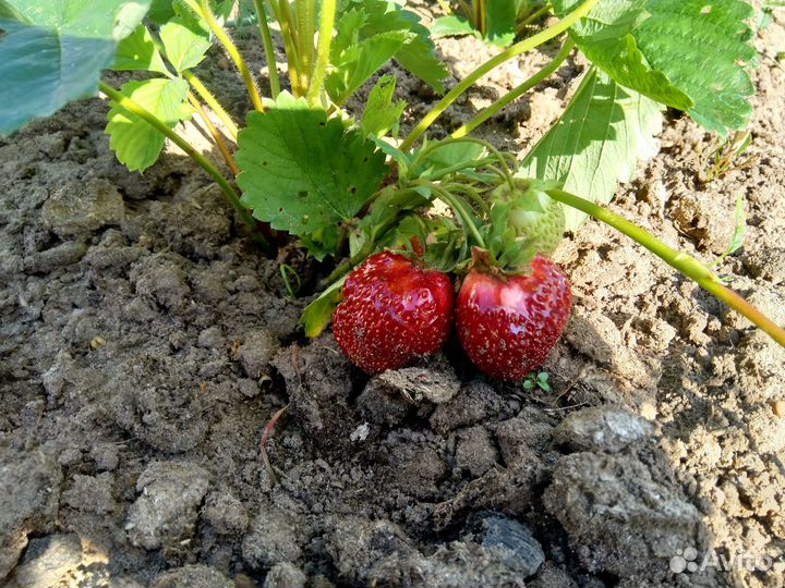 Усы клубники 