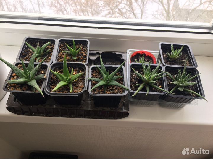 Хавортия 2 вида цветы суккулент