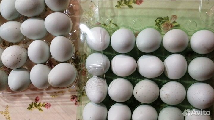 Яйца, мясо перепелов и кур домашие