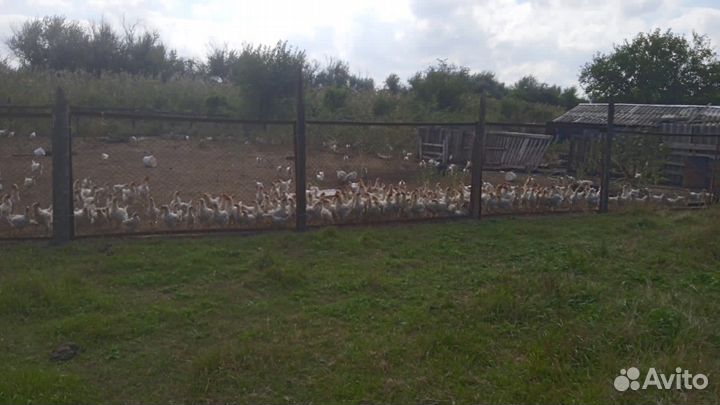 Молодые петушки