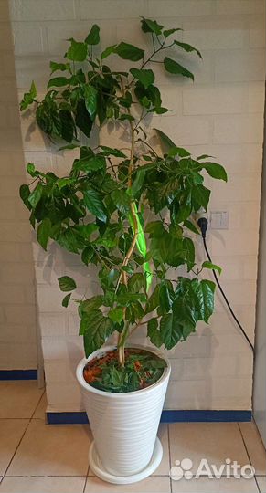 Большая роза гибискус цветёт красными цветами