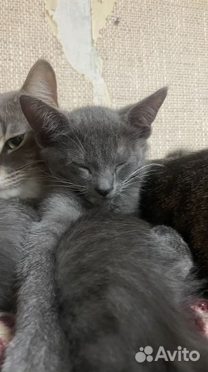 Котята метисы русских голубых