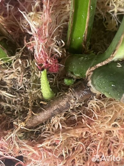 Монстера burle marx flame