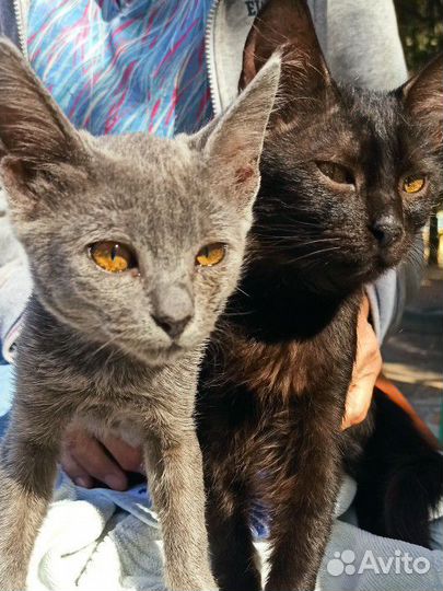 Котята в добрые руки