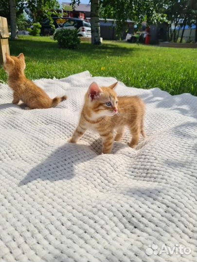 Золотые мальчишечки в самые добрые ручки