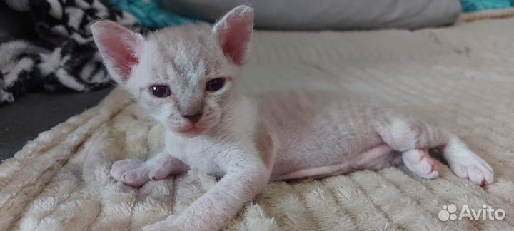 Донской сфинкс котята