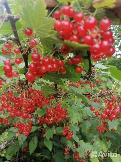 Красная смородина