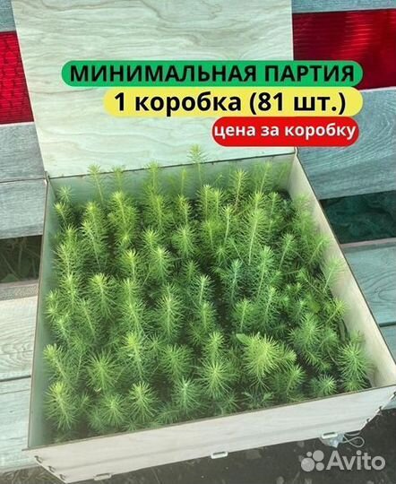 Саженцы сосны зкс от производителя