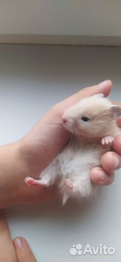 Сирийский хомяк малыш