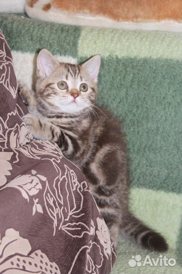 Британские котята