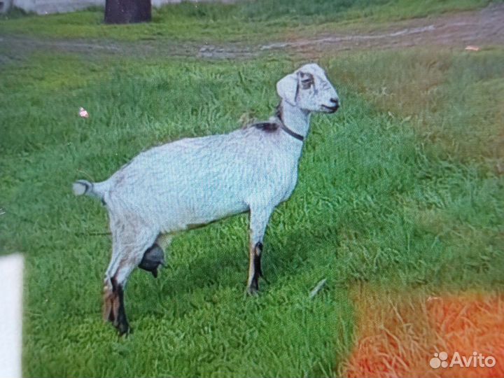 Коза нубийская