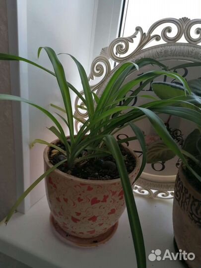 Комнатные растения