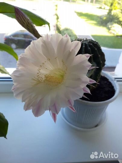 Кактус цветущий