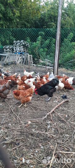 Куры несушки