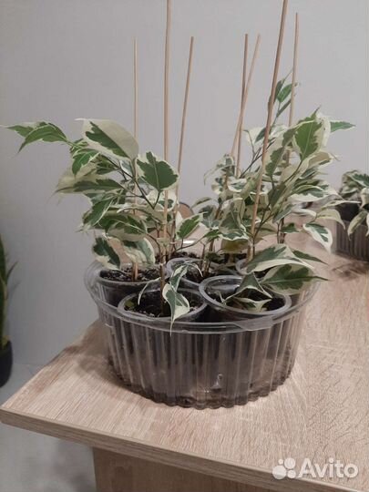 Фикус бенджамина