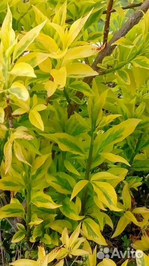 Форзиция Голден Тайм зкс почта/сдек