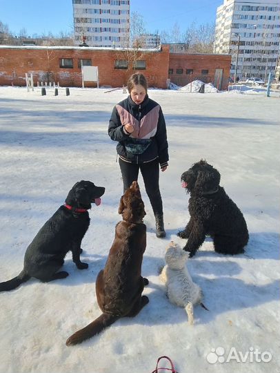 Кинолог Хендлер Зоопсихолог Передежка собак