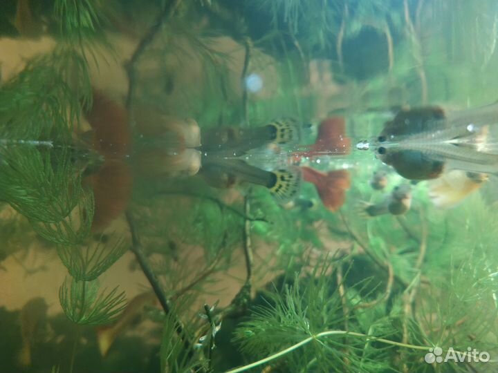 Аквариумные рыбки гуппи