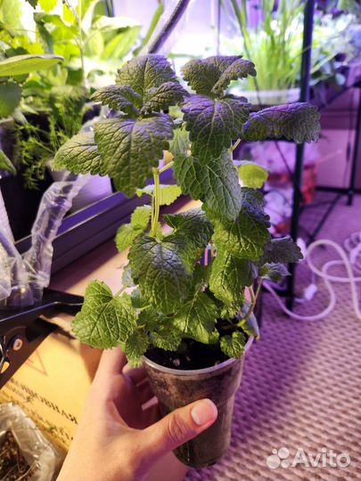 Рассада пряные травы, аптекарский огород