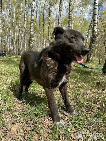 Собака в добрые руки отдам бесплатно