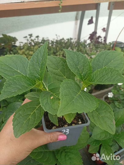 Гортензия крупнолистная