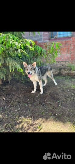 Бетти нуждается в доме