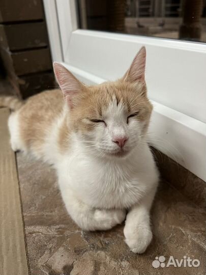 Котята в добрые руки 1 месяц