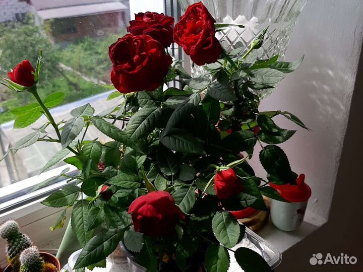 Комнатные цветы розы