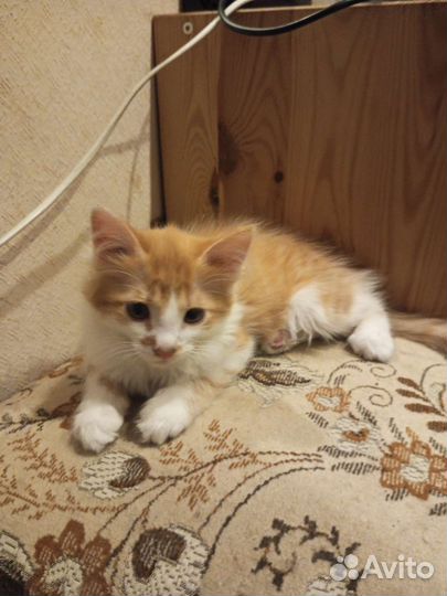 Кошки в добрые руки бесплатно