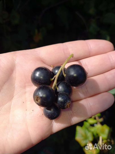 Черная смородина ягода свежая