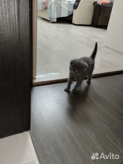 Британские вислоухие котята