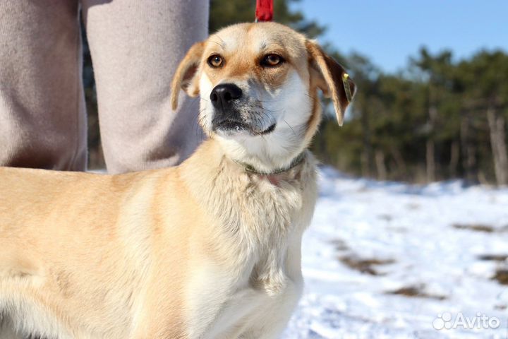 Арти в добрые руки