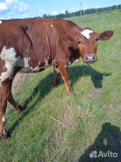 Телка- нетель