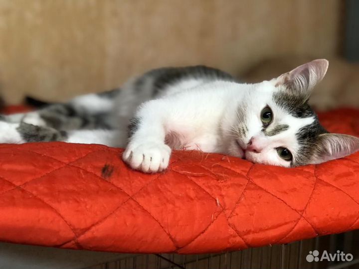 Котик молодой